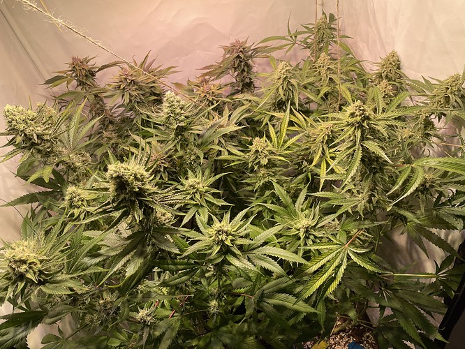 Growreport Bild 3