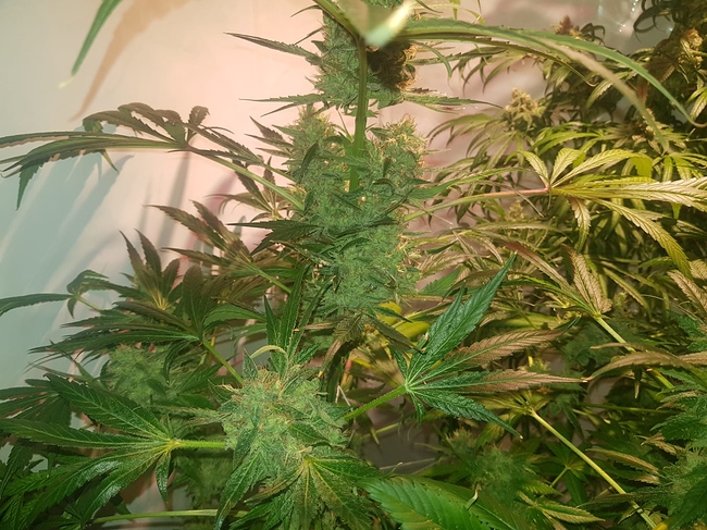 Growreport Bild 7