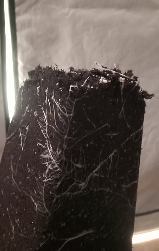 Growreport Bild 5