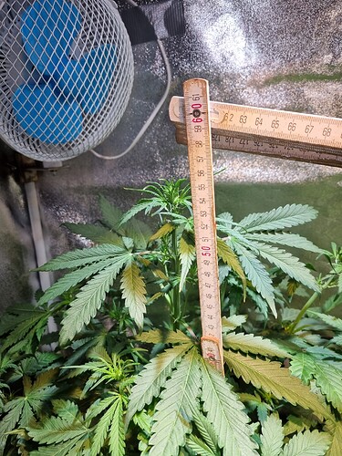 Growreport Bild 7