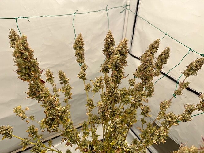 Growreport Bild 2