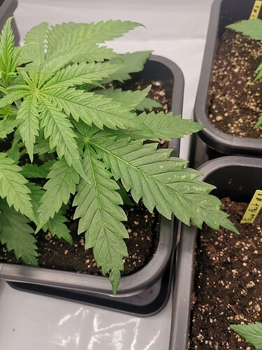 Growreport Bild 9