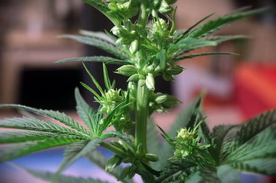 Growreport Bild 12