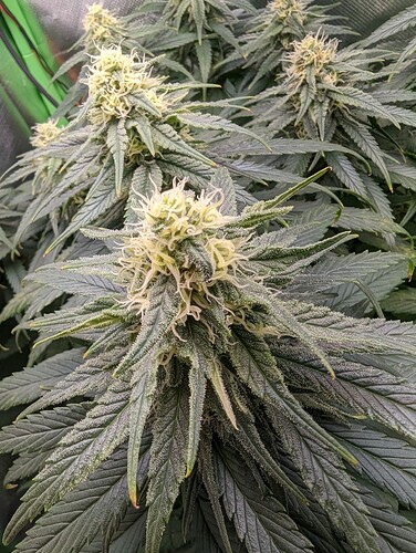 Growreport Bild 5