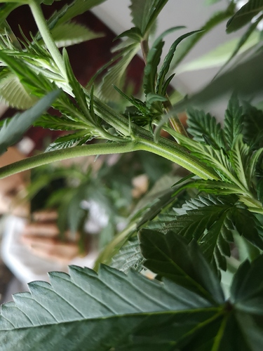 Growreport Bild 11