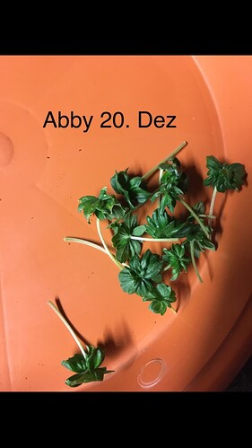 Growreport Bild 7