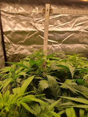 Growreport Bild 21