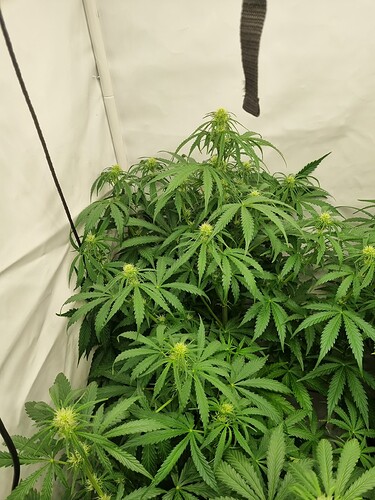 Growreport Bild 27