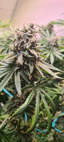 Growreport Bild 6