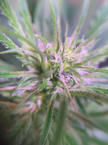 Growreport Bild 1