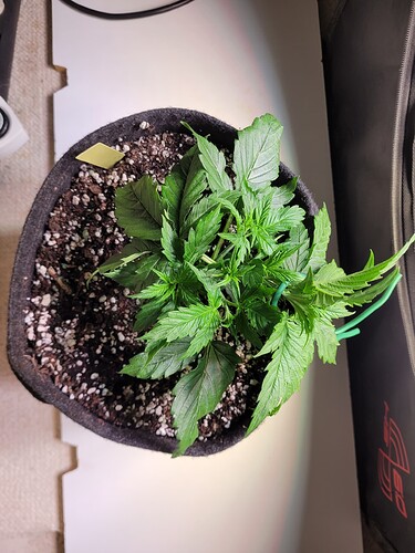Growreport Bild 9