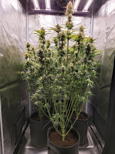 Growreport Bild 1
