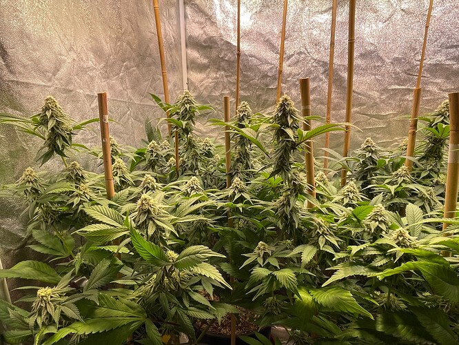 Growreport Bild 4