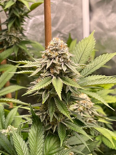 Growreport Bild 5
