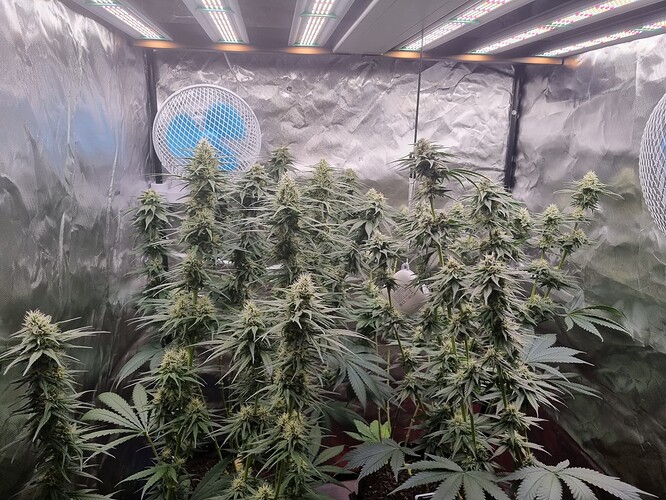 Growreport Bild 13