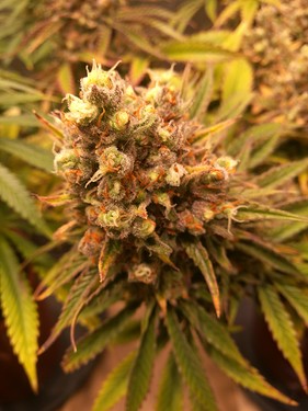 Growreport Bild 16