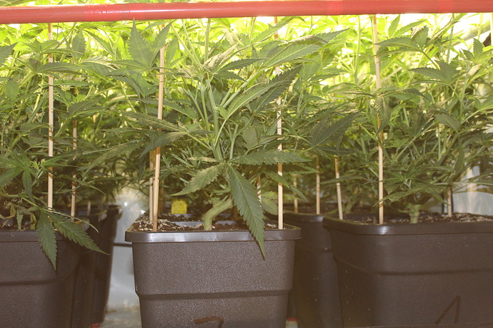 Growreport Bild 17