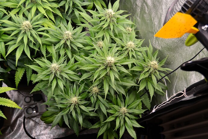 Growreport Bild 3
