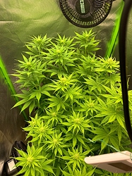 Growreport Bild 2