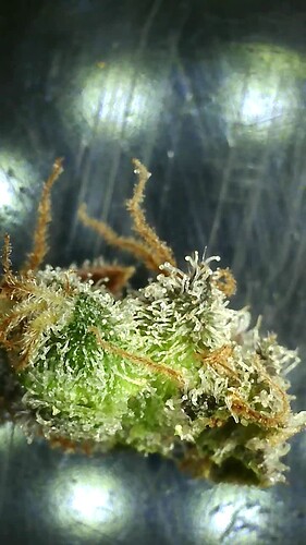 Growreport Bild 43