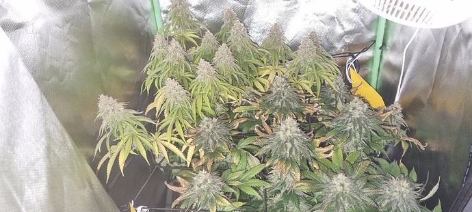 Growreport Bild 20