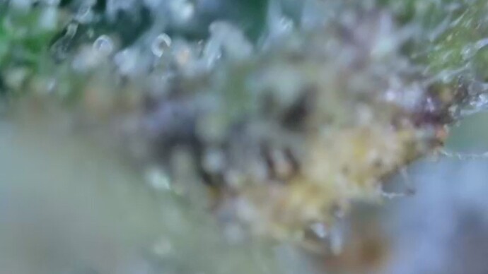 Growreport Bild 39