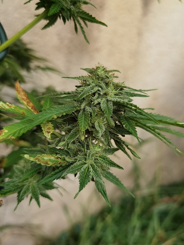 Growreport Bild 4