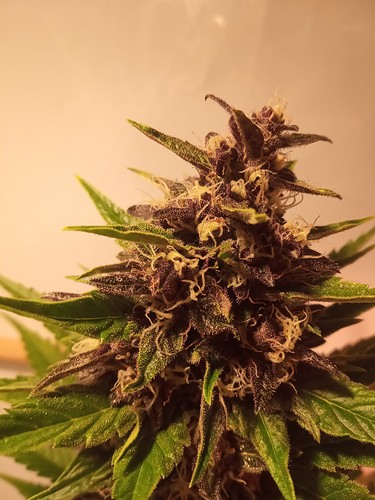 Growreport Bild 47