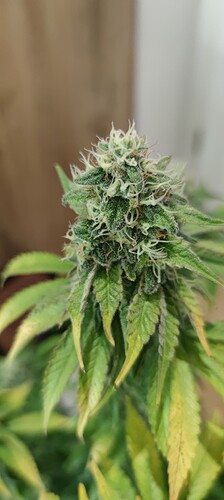 Growreport Bild 4