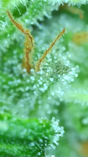 Growreport Bild 6