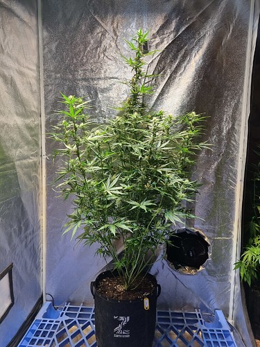 Growreport Bild 4