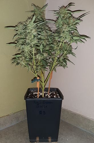 Growreport Bild 7