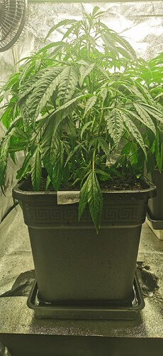 Growreport Bild 43