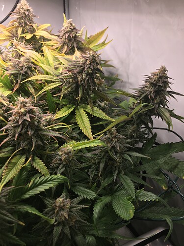 Growreport Bild 3