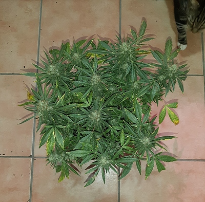 Growreport Bild 2