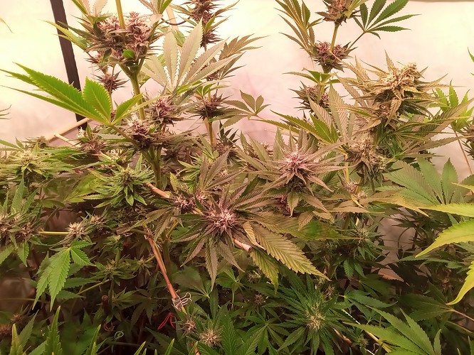 Growreport Bild 53