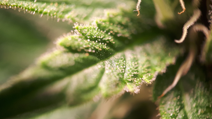 Growreport Bild 8