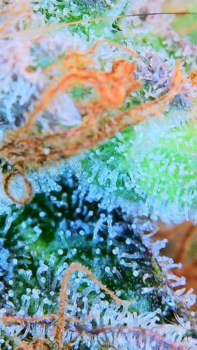 Growreport Bild 28