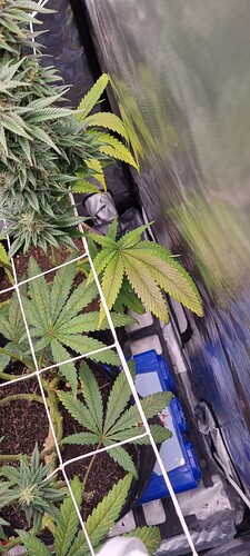 Growreport Bild 17