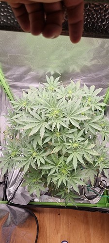 Growreport Bild 6