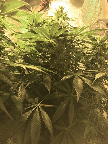 Growreport Bild 2