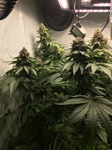 Growreport Bild 3