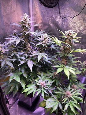 Growreport Bild 46
