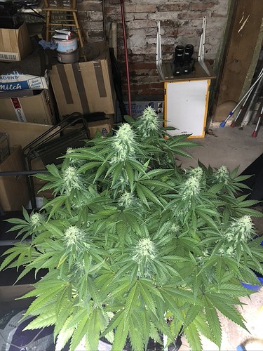 Growreport Bild 6