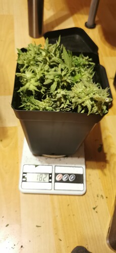 Growreport Bild 30