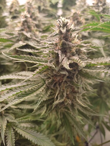 Growreport Bild 8