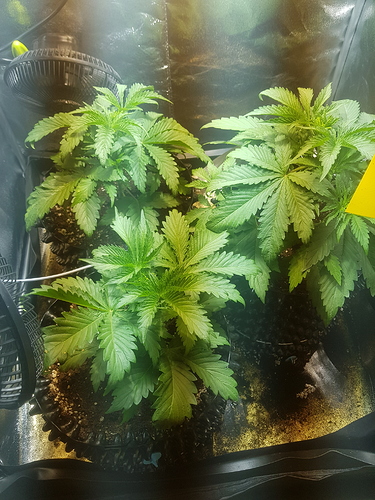 Growreport Bild 18