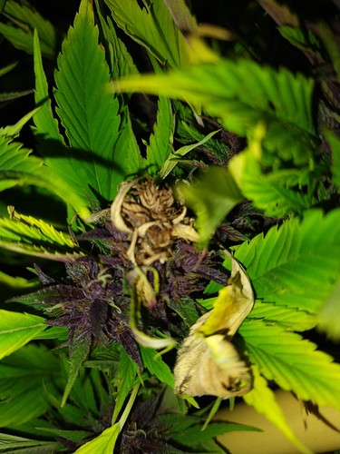 Growreport Bild 5