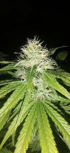 Growreport Bild 8