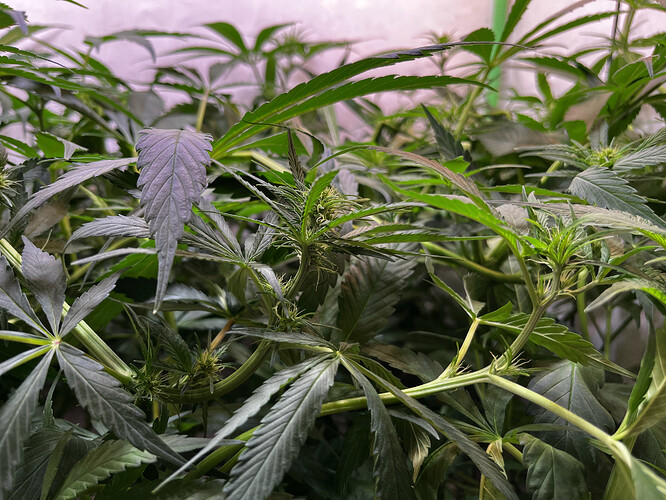 Growreport Bild 13